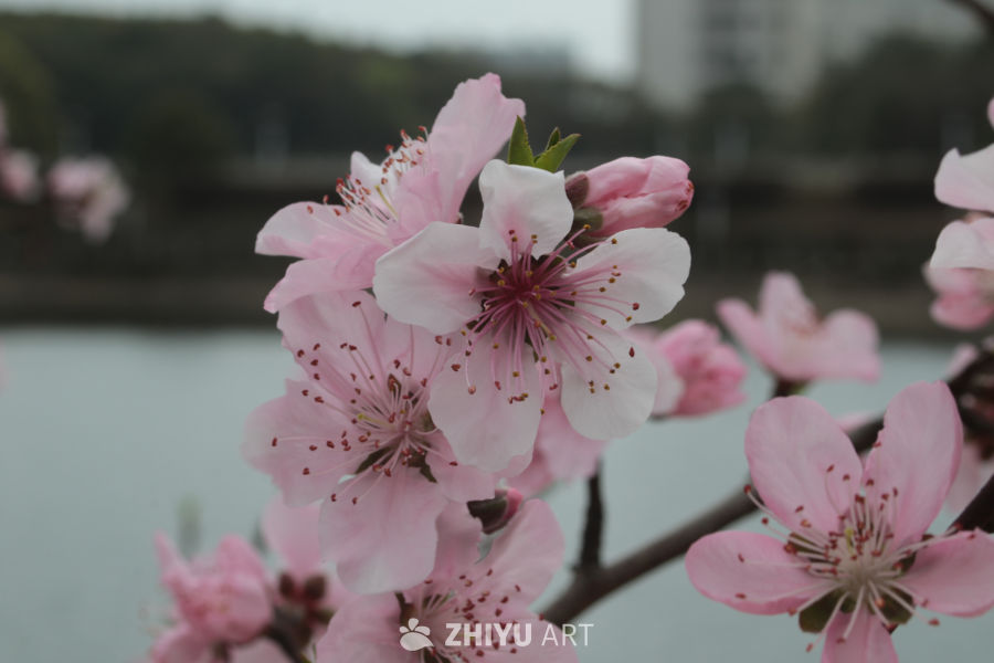 春日桃花盛开