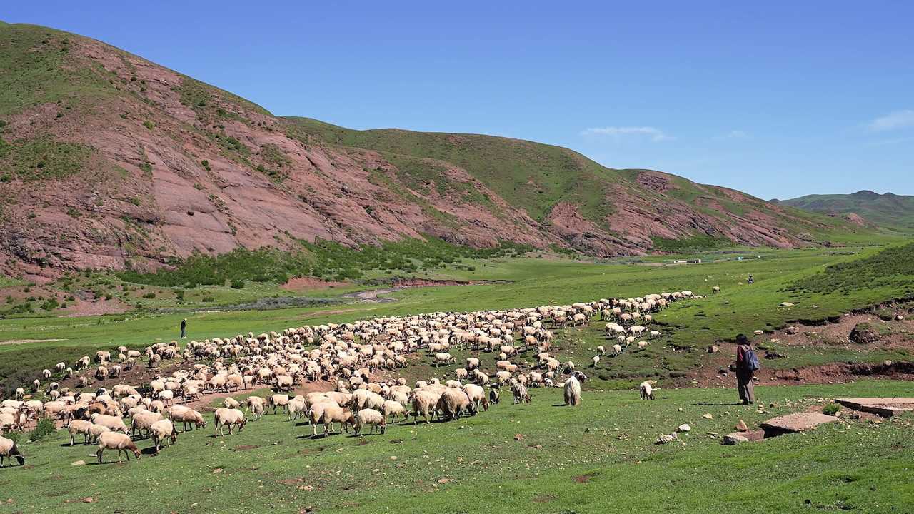 广阔草原上放牧牛羊的人群