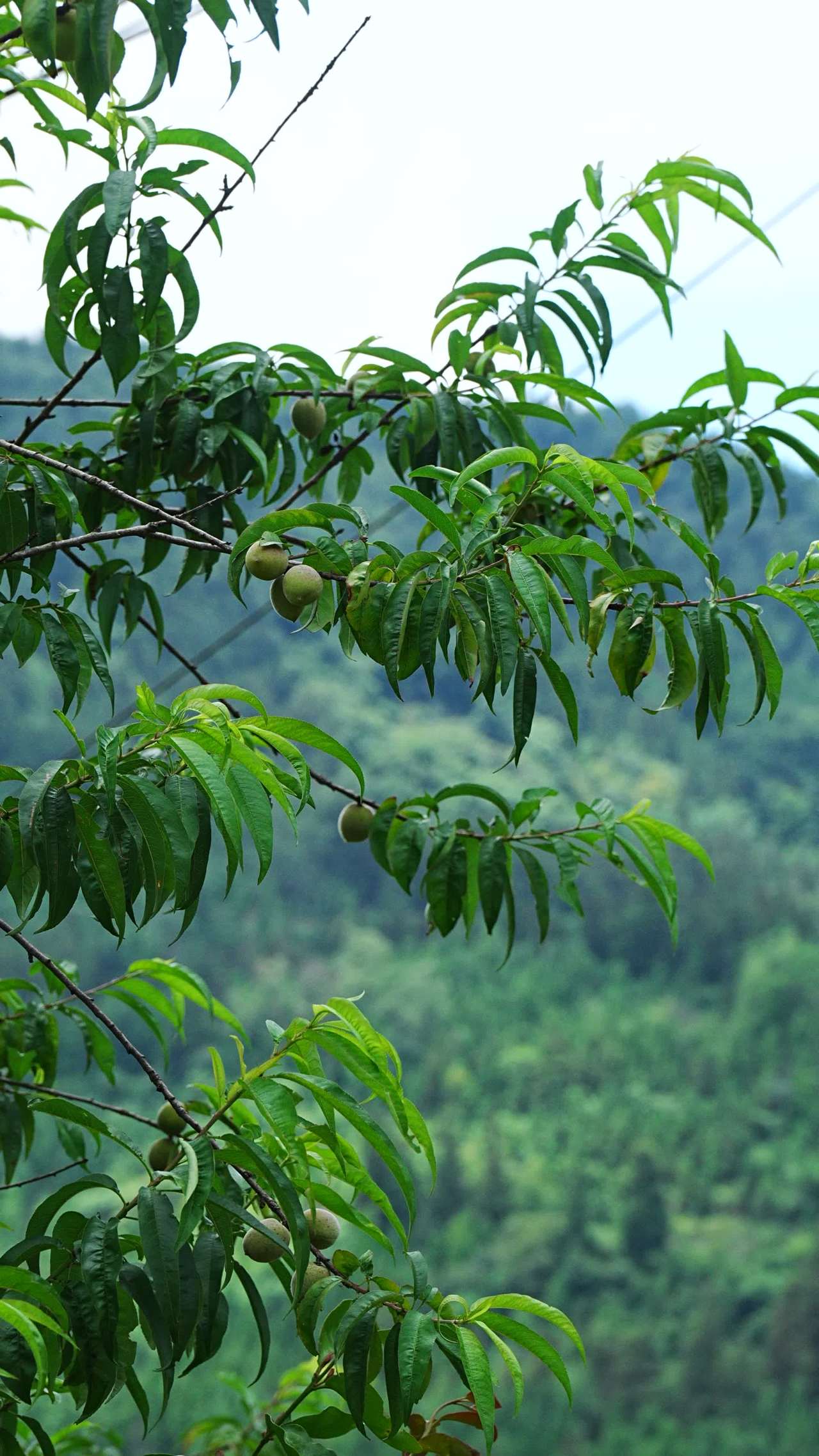 山间桃树