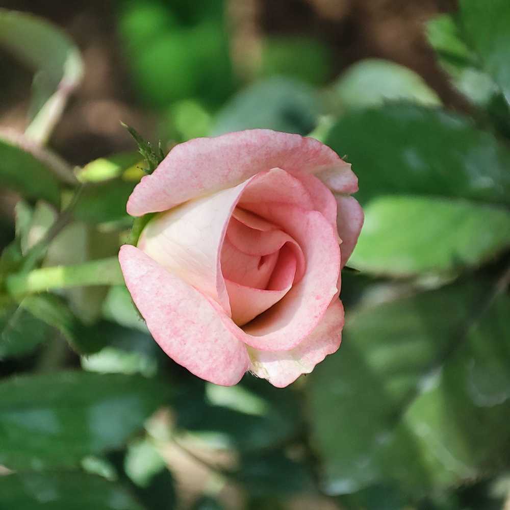肉粉色月季花 可爱多 含苞待放
