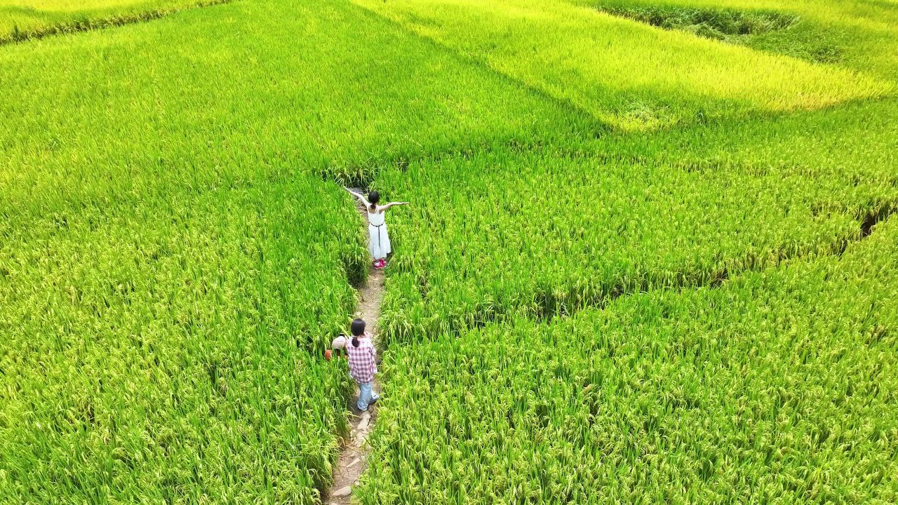 4k金秋美丽稻田乡村旅游休闲游玩幸福生活