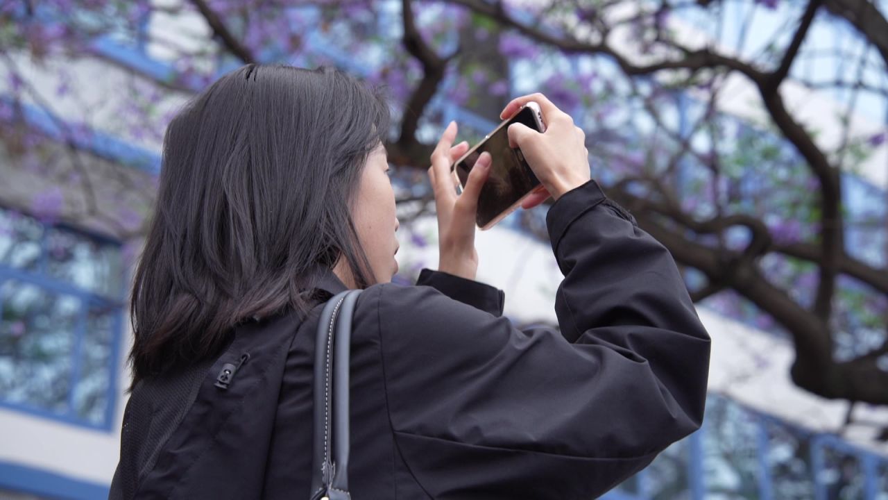 凉山州西昌市航天路蓝花楹