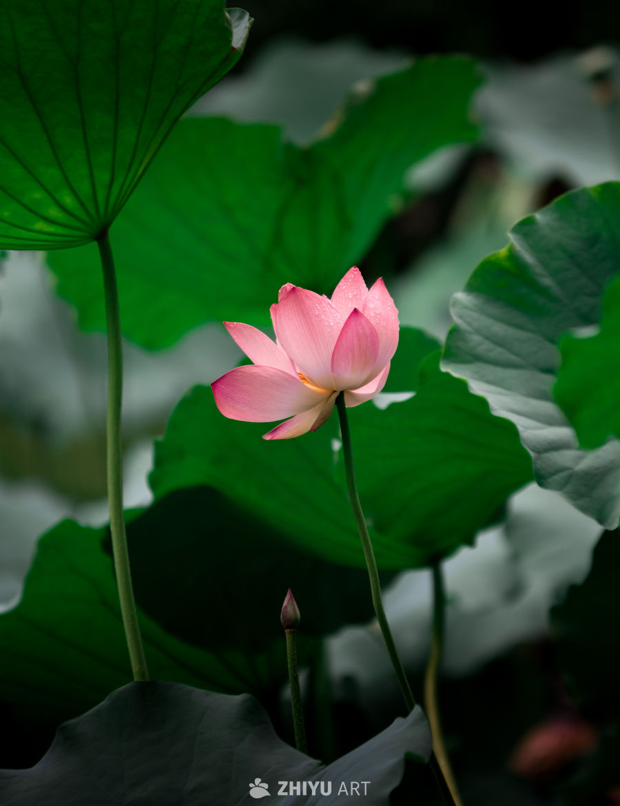 荷花 9