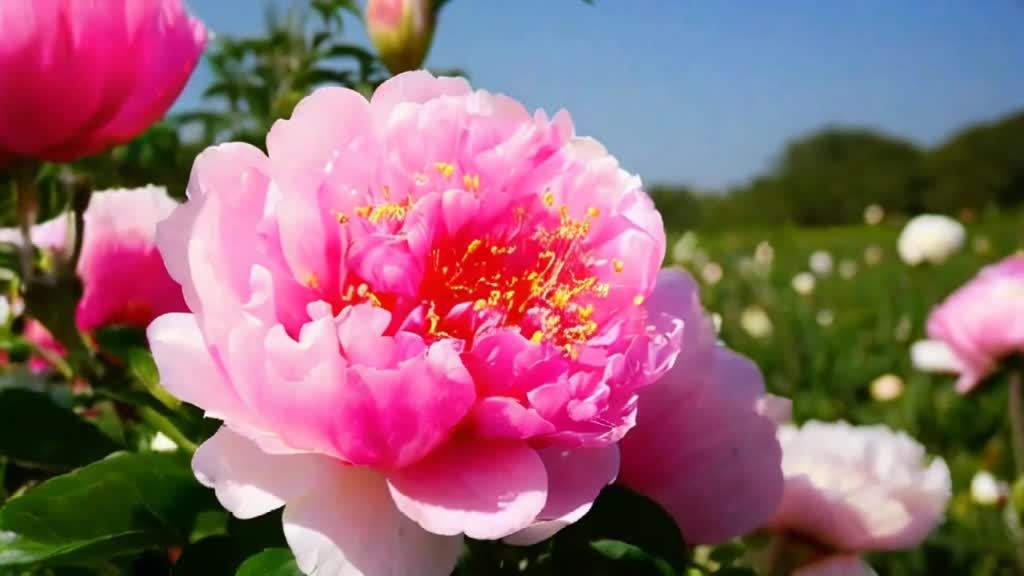 粉色的牡丹花朵盛开，花瓣层层叠叠，花蕊呈红色，点缀