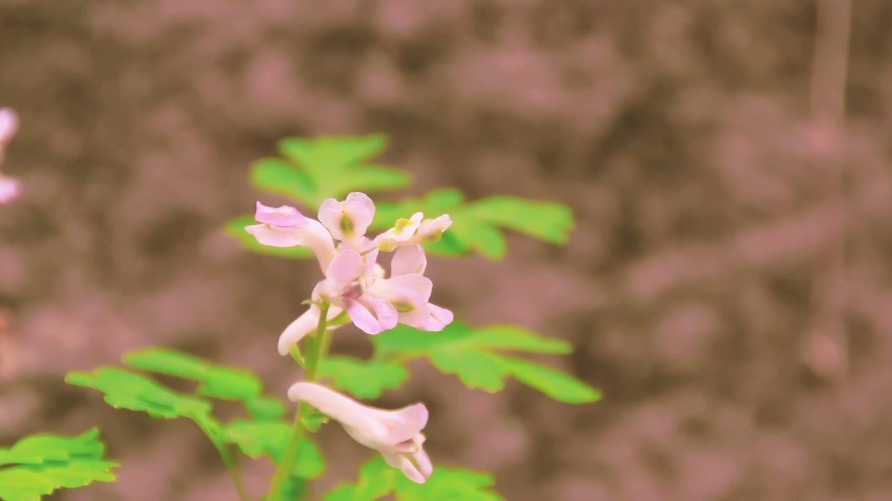 野花野草
