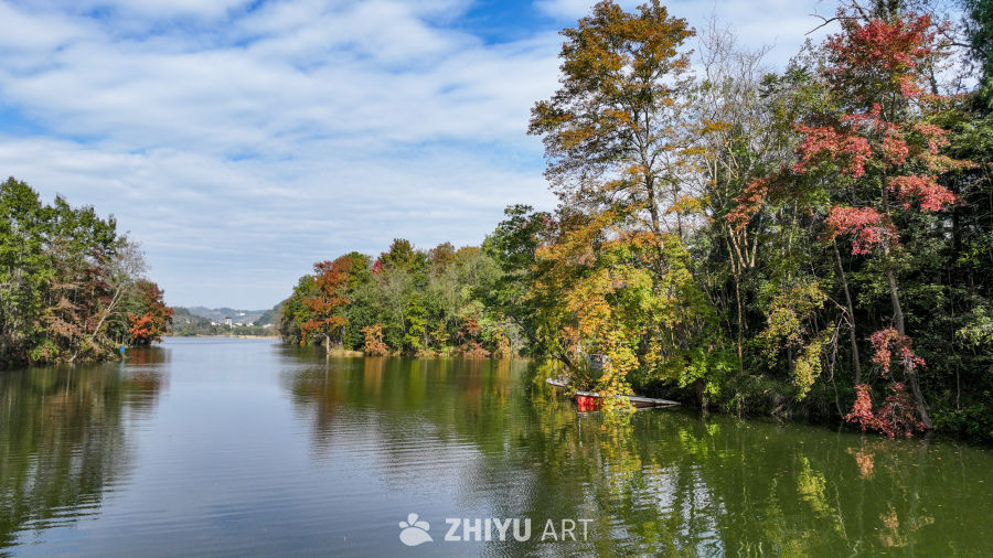 航拍水边枫叶美景  初冬枫叶似火 20