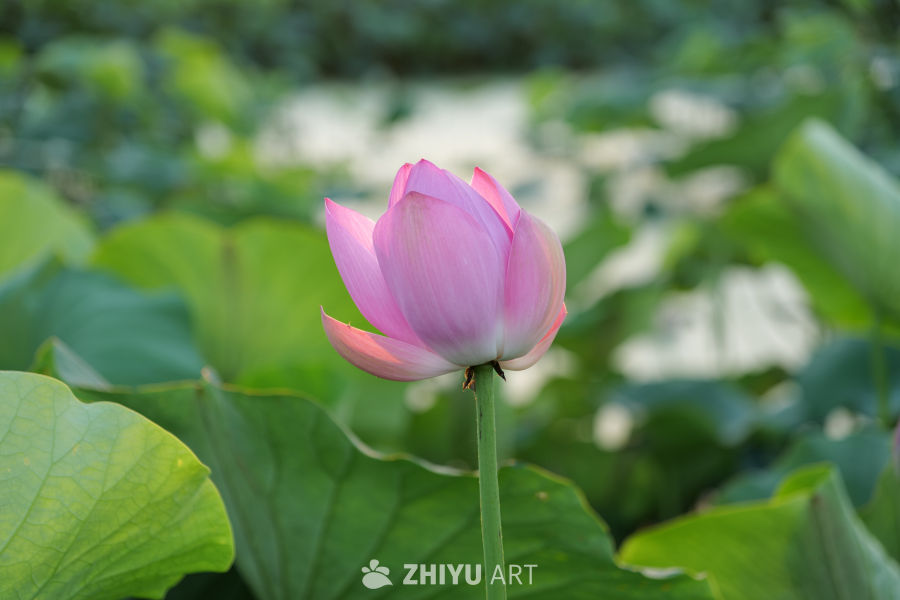 荷花 14