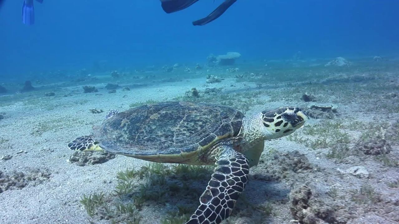 玳瑁海龟水下