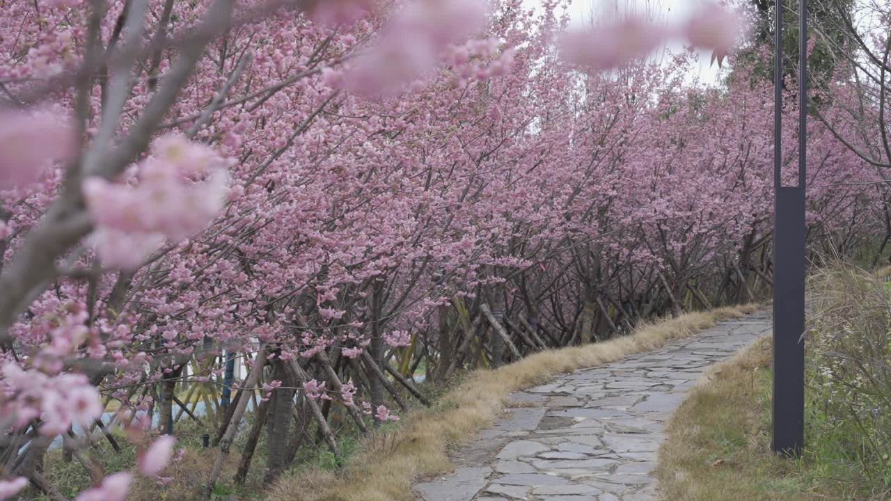 樱花盛开的小径