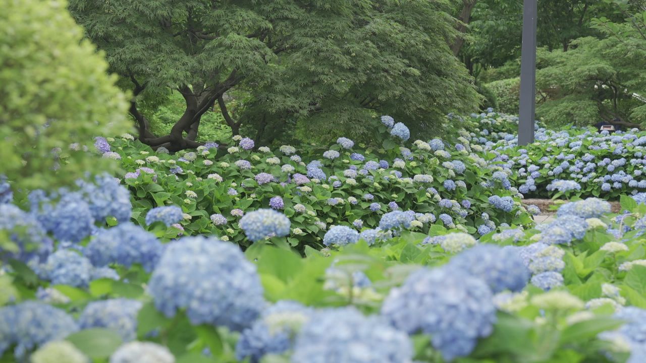 花海 3