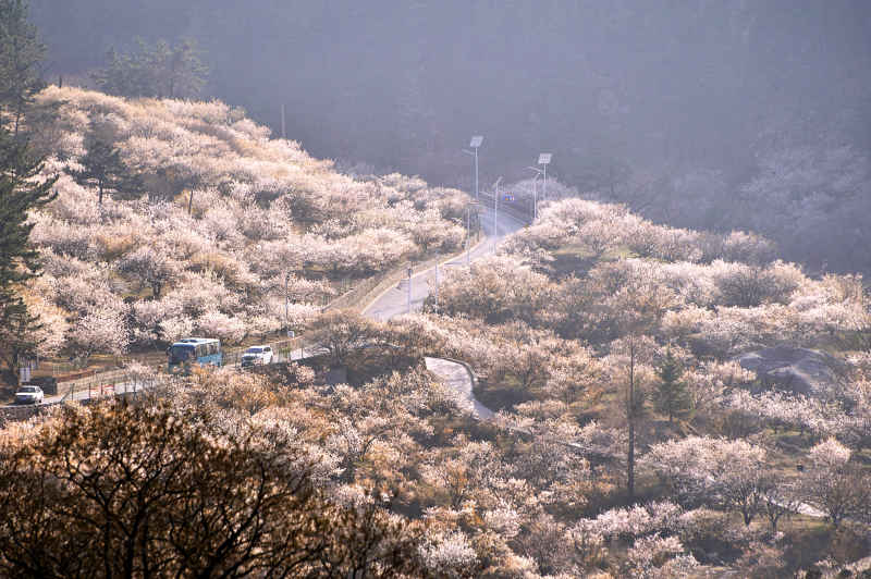樱花道
