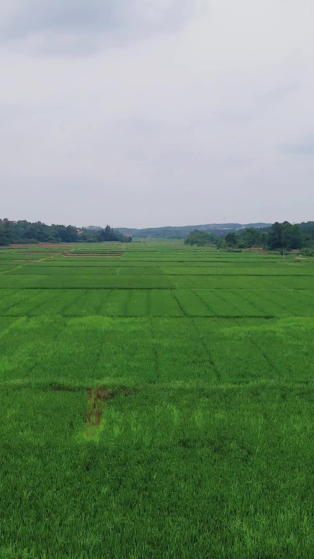  农业种植绿色水稻竖屏航拍