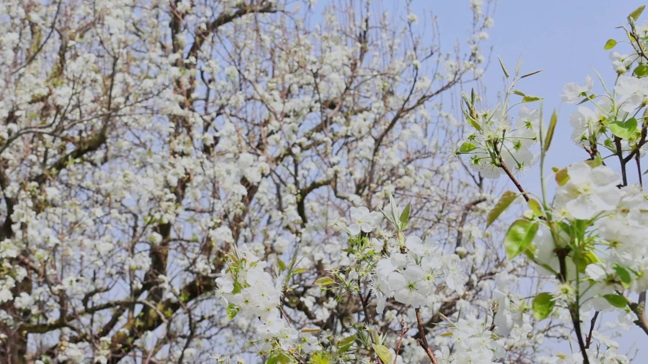 春天盛开的梨花树 3