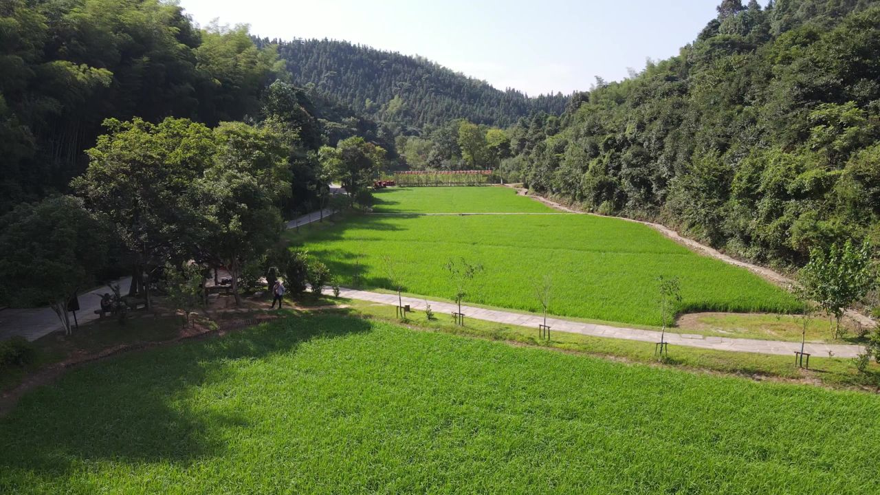 绿色农田水稻农业种植航拍