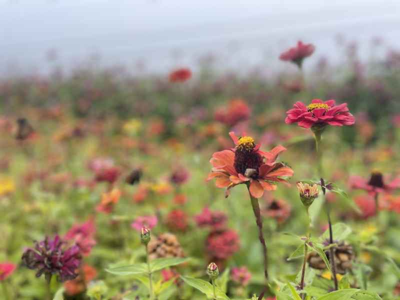 秦岭一路 格桑花