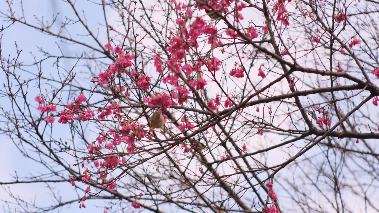 春天樱花树开