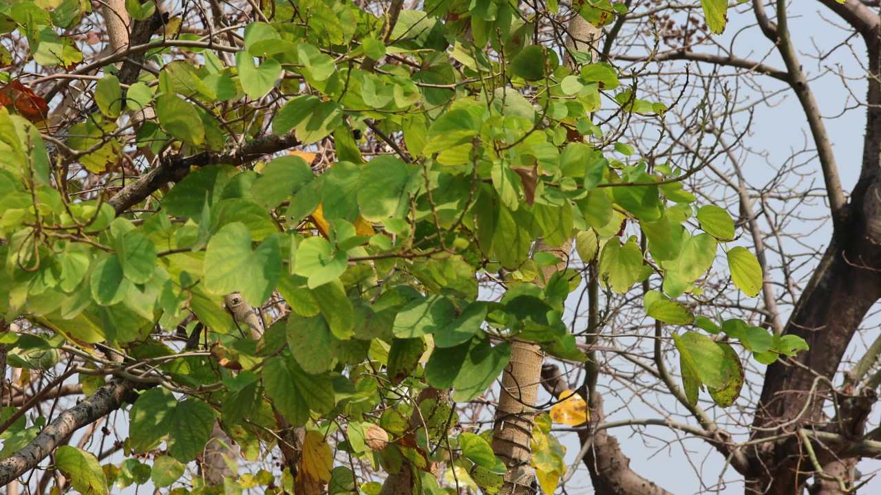 4K阳光羊蹄甲树叶