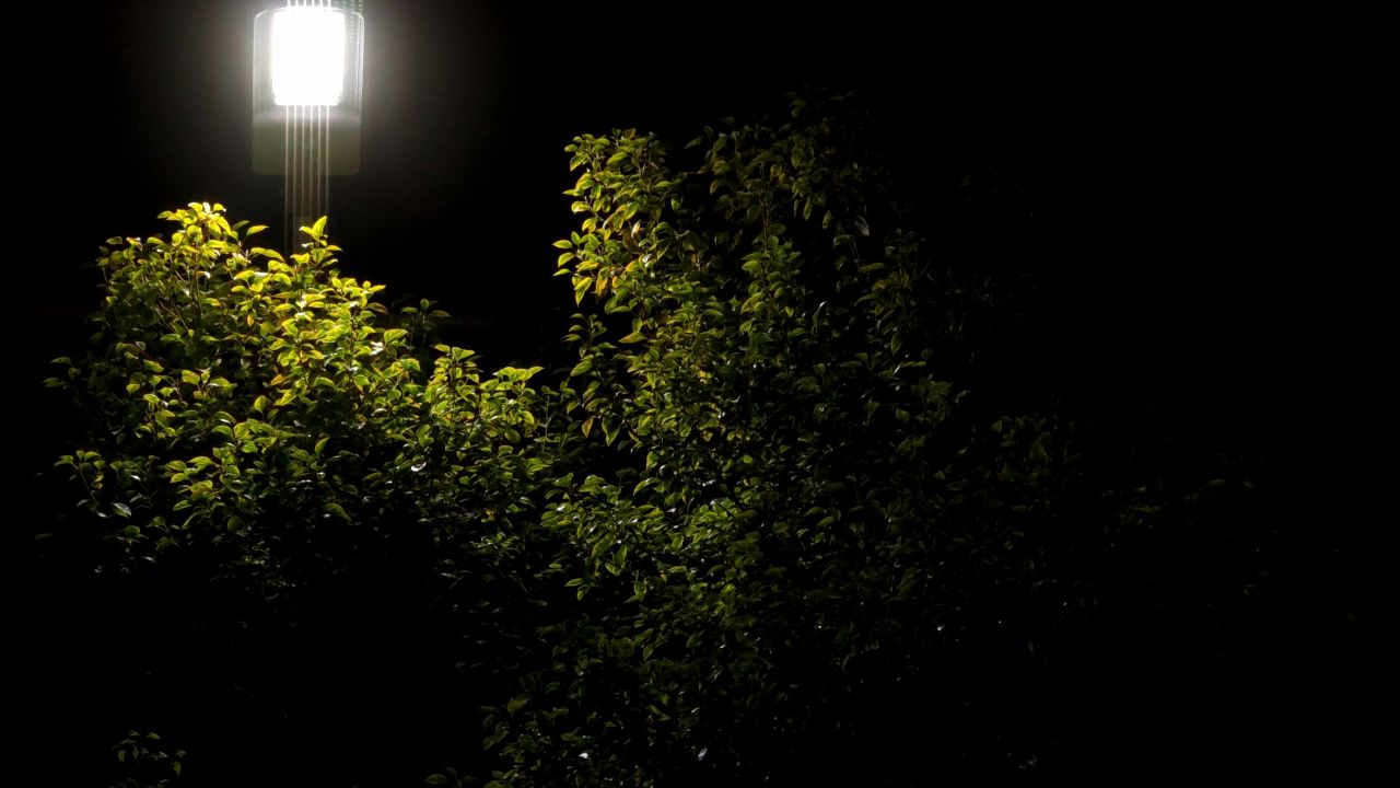 夜晚树与路灯