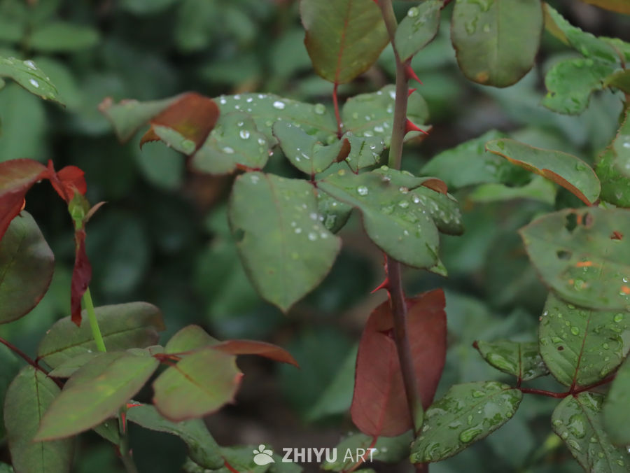 雨后绿意盎然的玫瑰