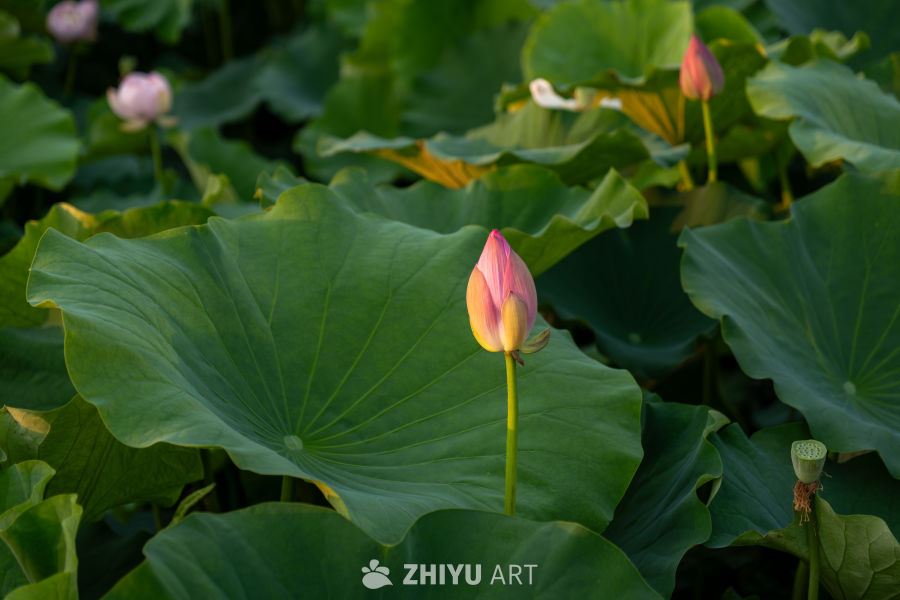 荷花 10