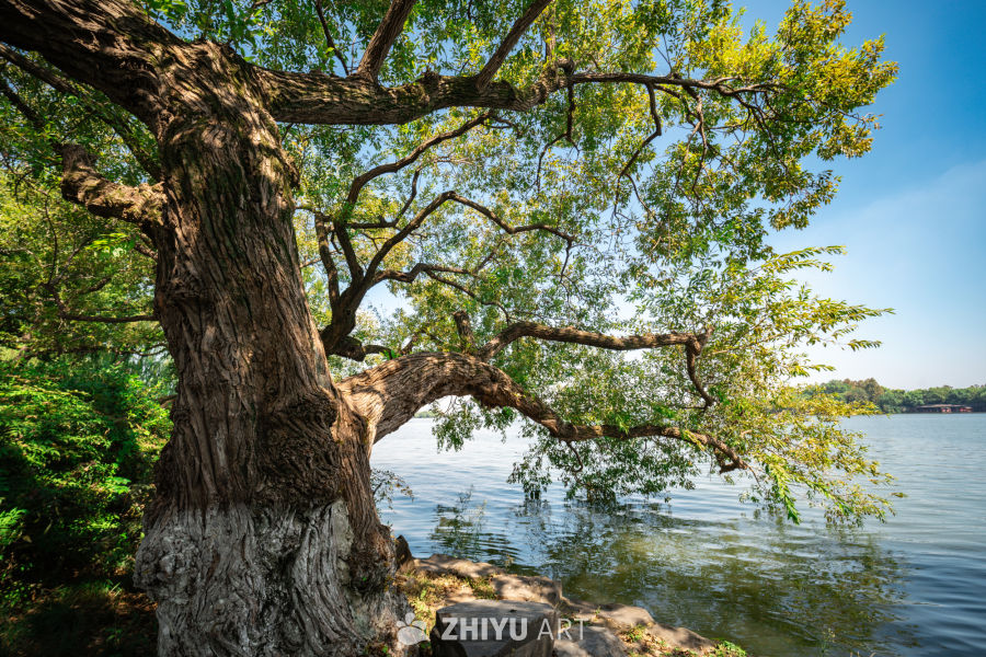 树是另外一种海