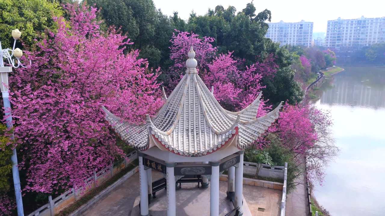 春日湖畔的樱花亭