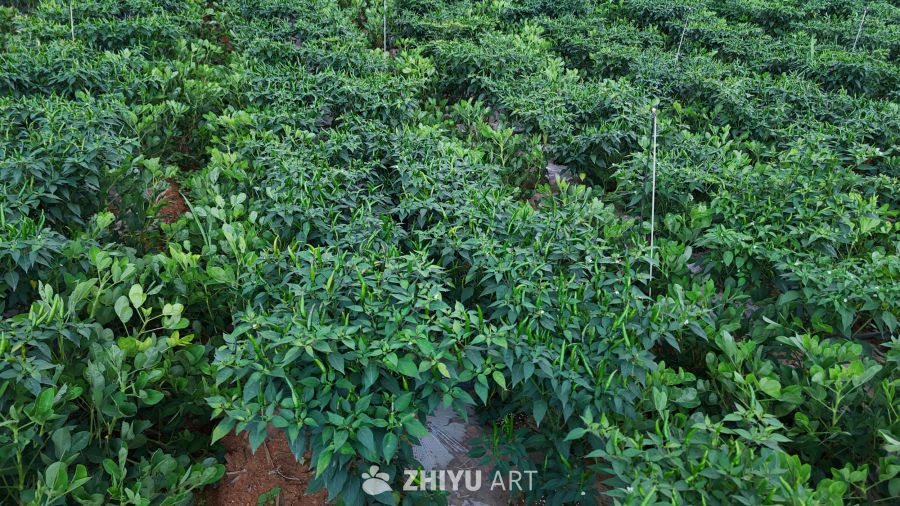 绿意盎然的辣椒田