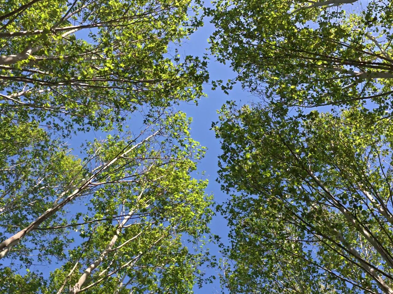 树荫下的宁静时光