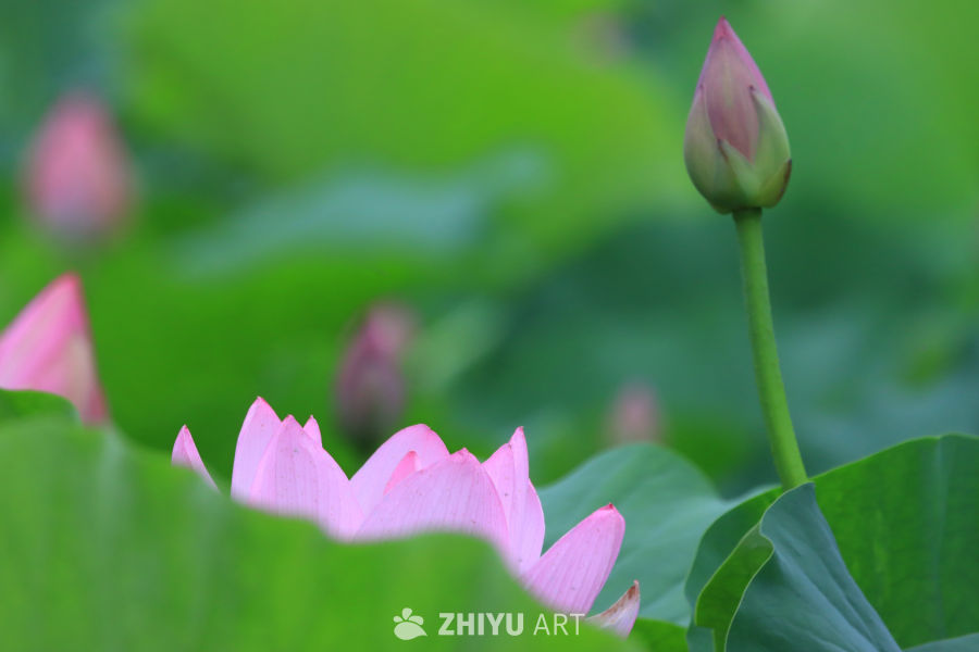 荷花 74