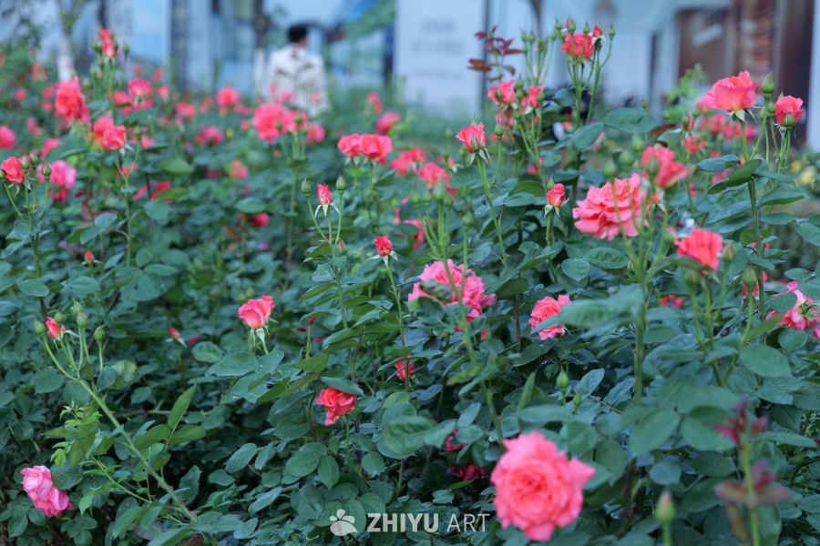 月季花 19