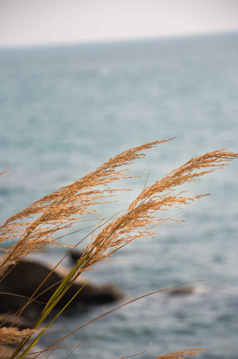 海与草
