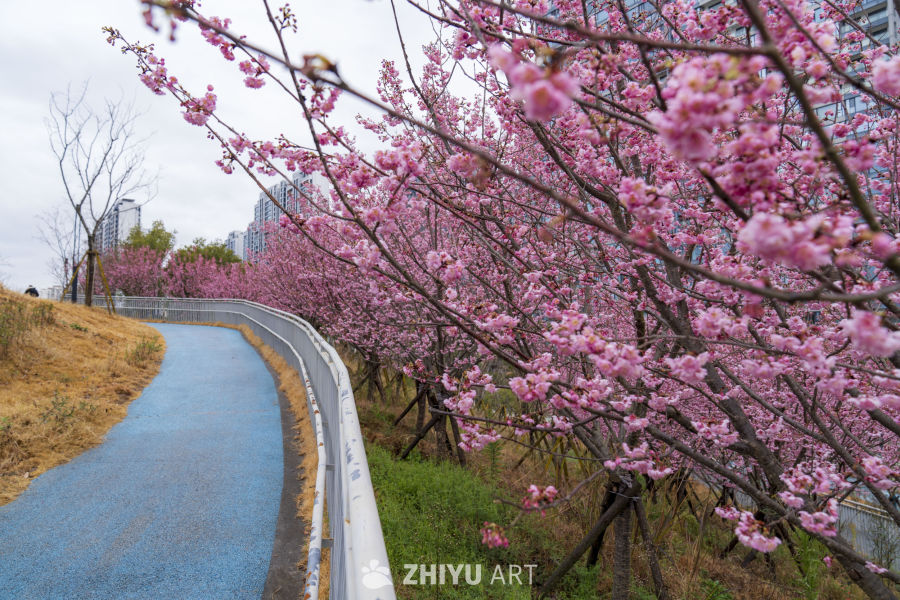 樱花盛开的步道