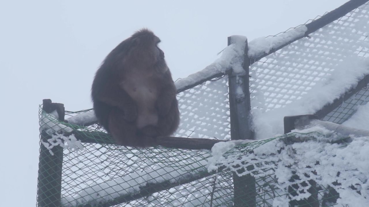 大雪后峨眉山树林中的猴子