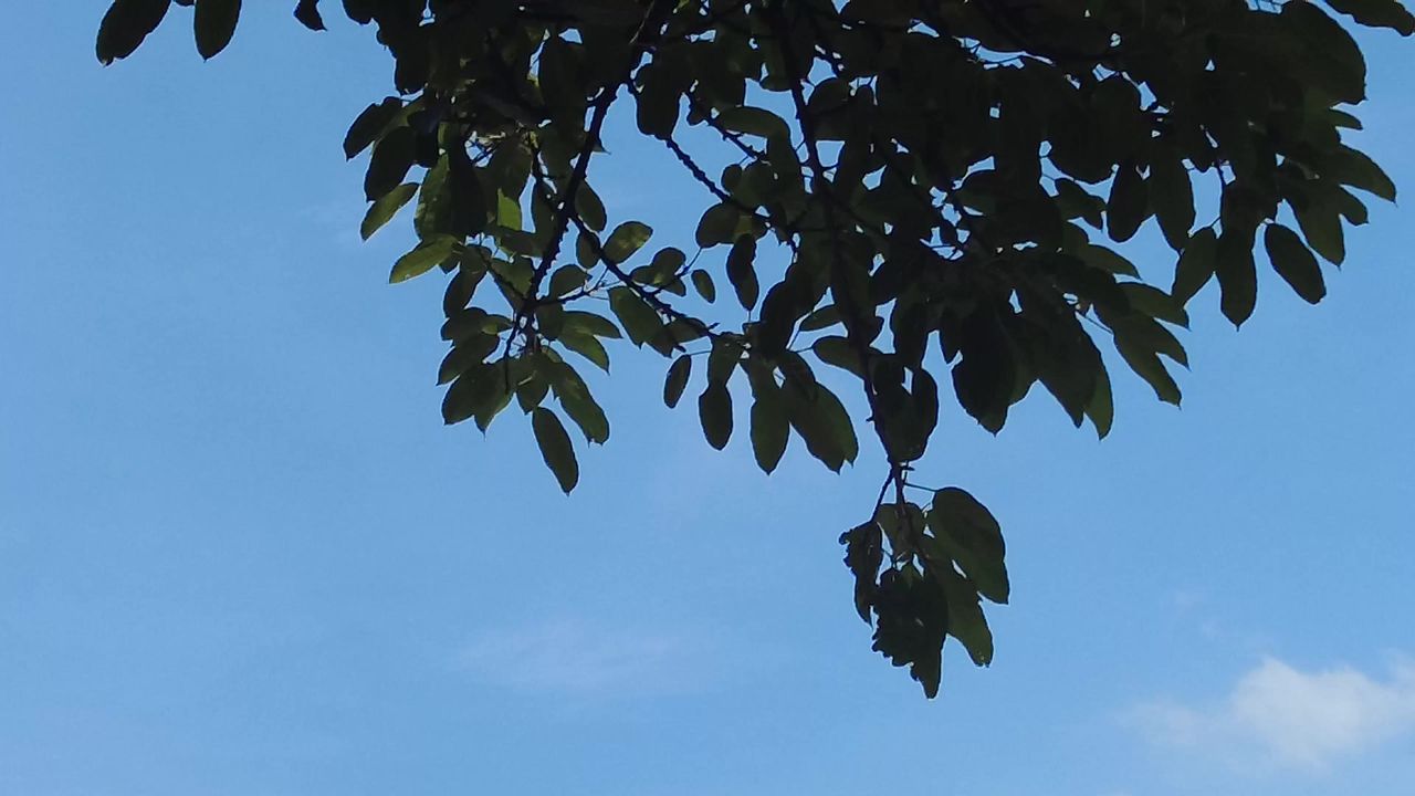 夏日蓝天树枝树叶植物实拍枫叶  