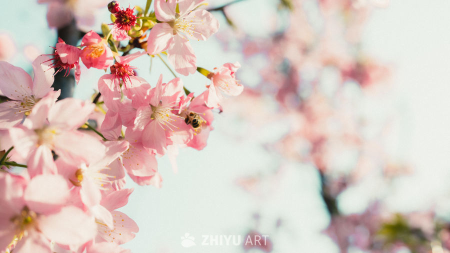 春日樱花与蜜蜂