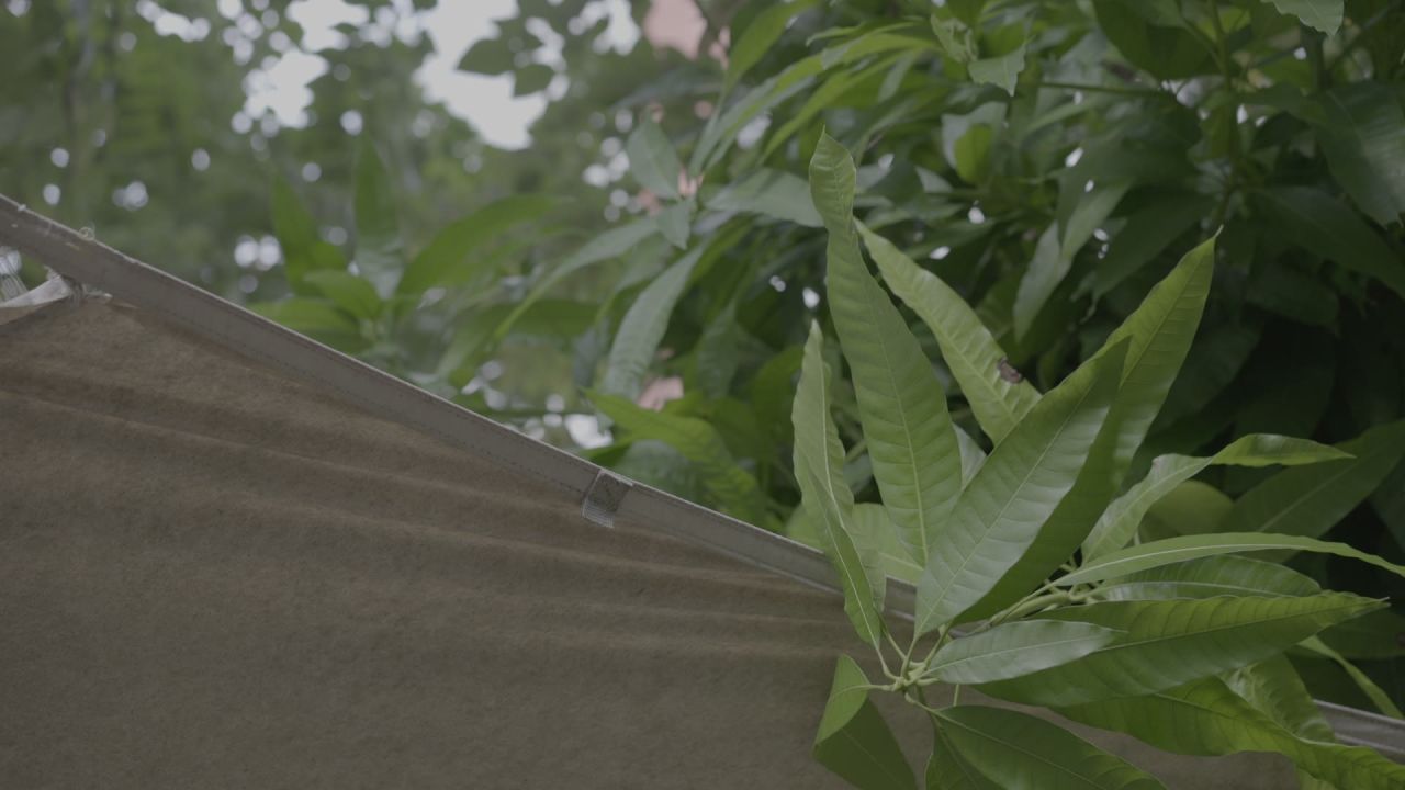 小清新素材-树叶