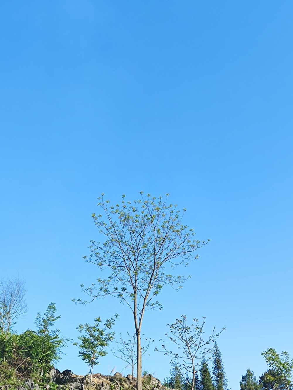 暖阳