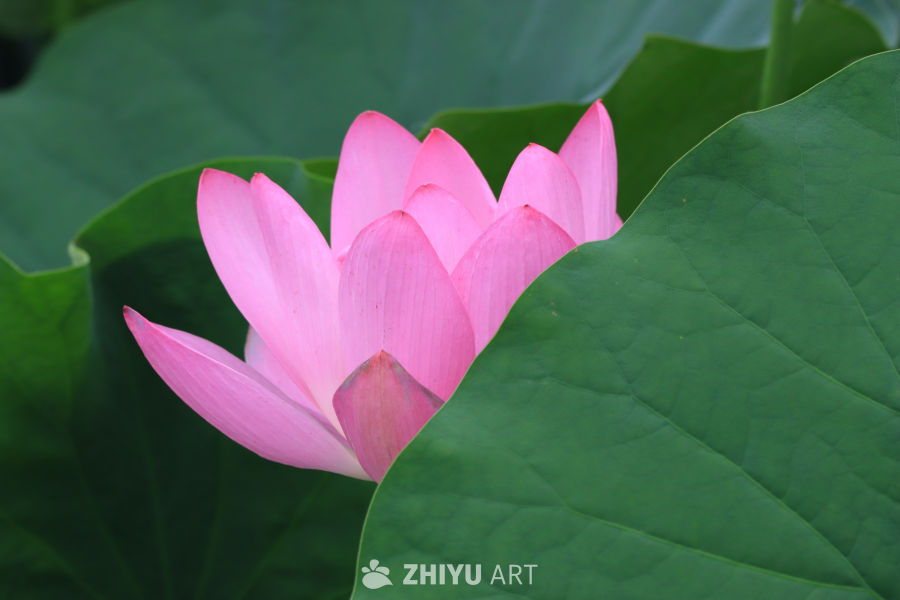 荷花 30