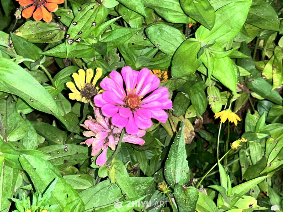 夏日花园的色彩盛宴