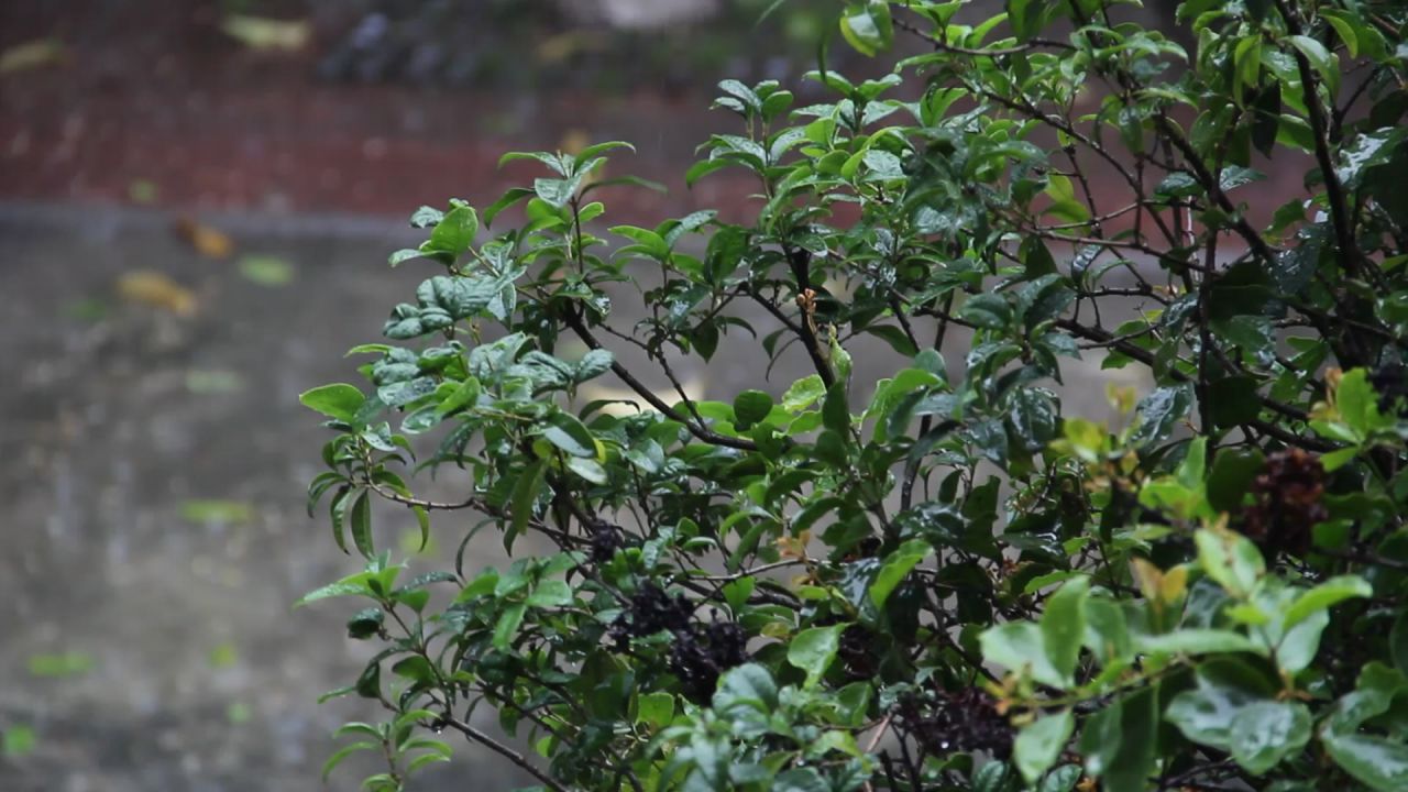 大雨中的桂花树