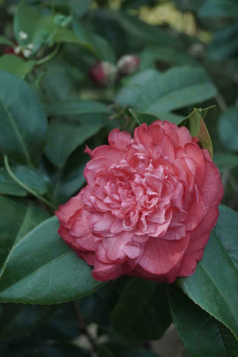山茶花