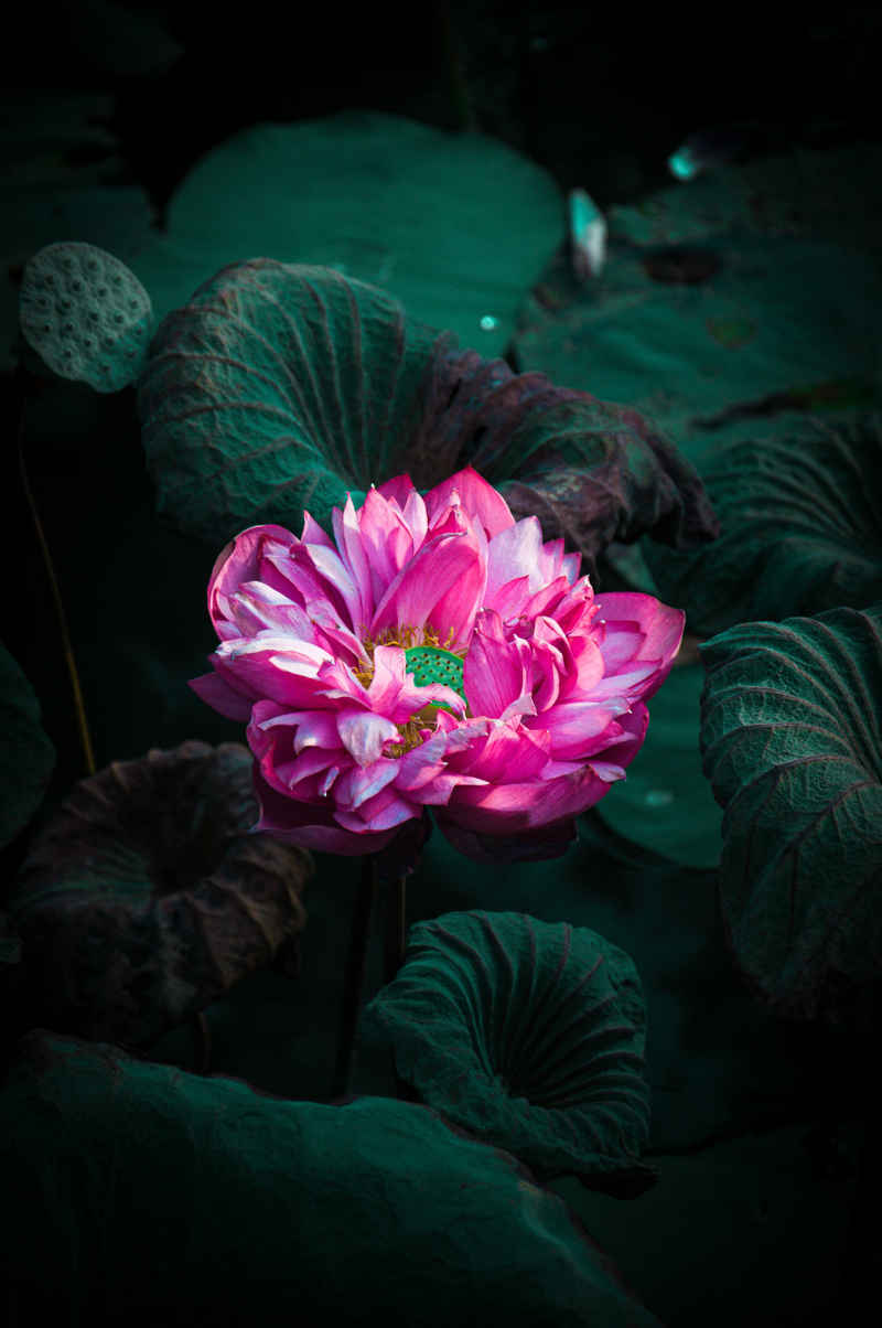 荷花
