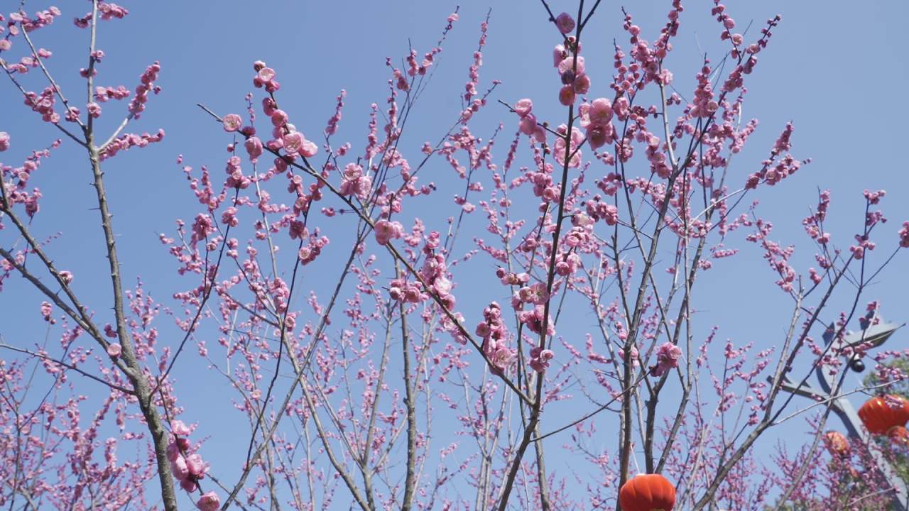 冬天的梅花 2