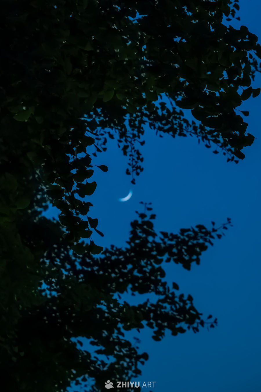 夜空下的月牙与树影