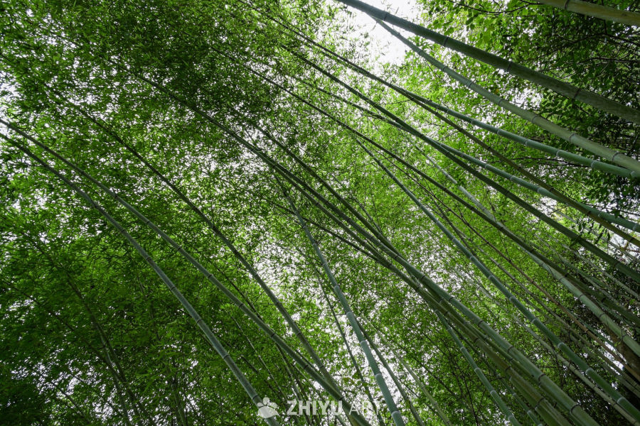 仰望竹林深处