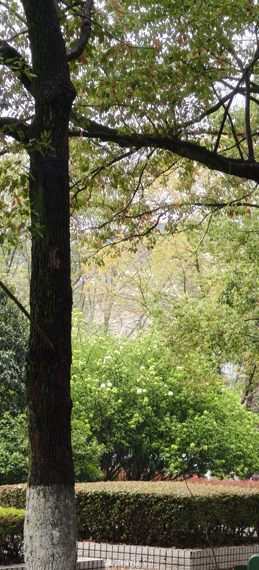 绿意盎然的园林一角