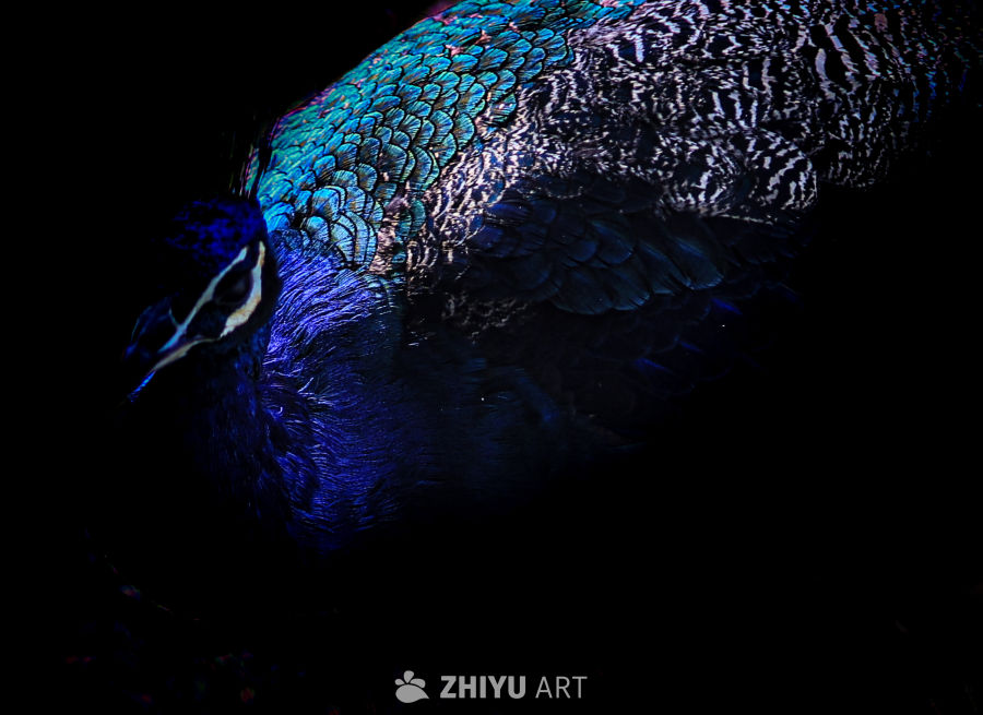 蓝孔雀的光影之美