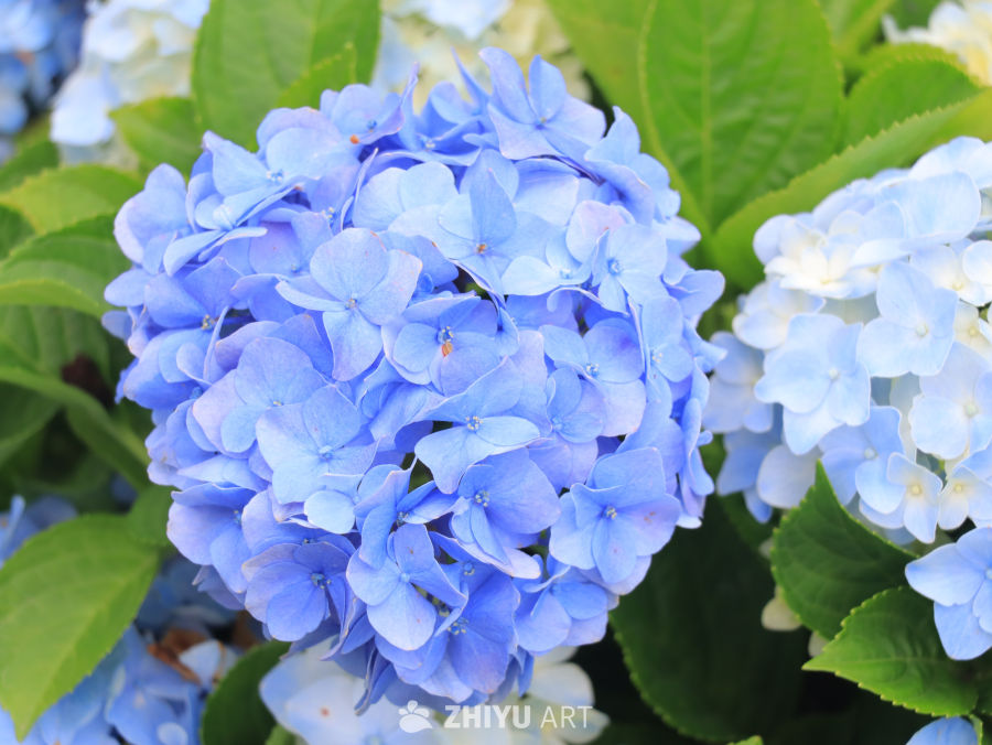 蓝紫色绣球花绽放