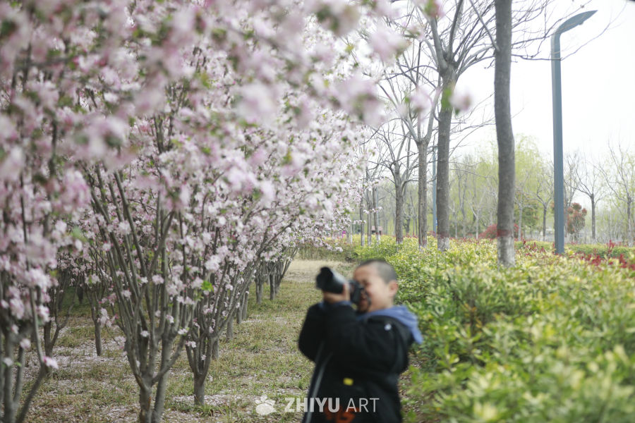樱花下的摄影师