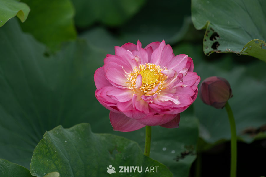 荷花 73